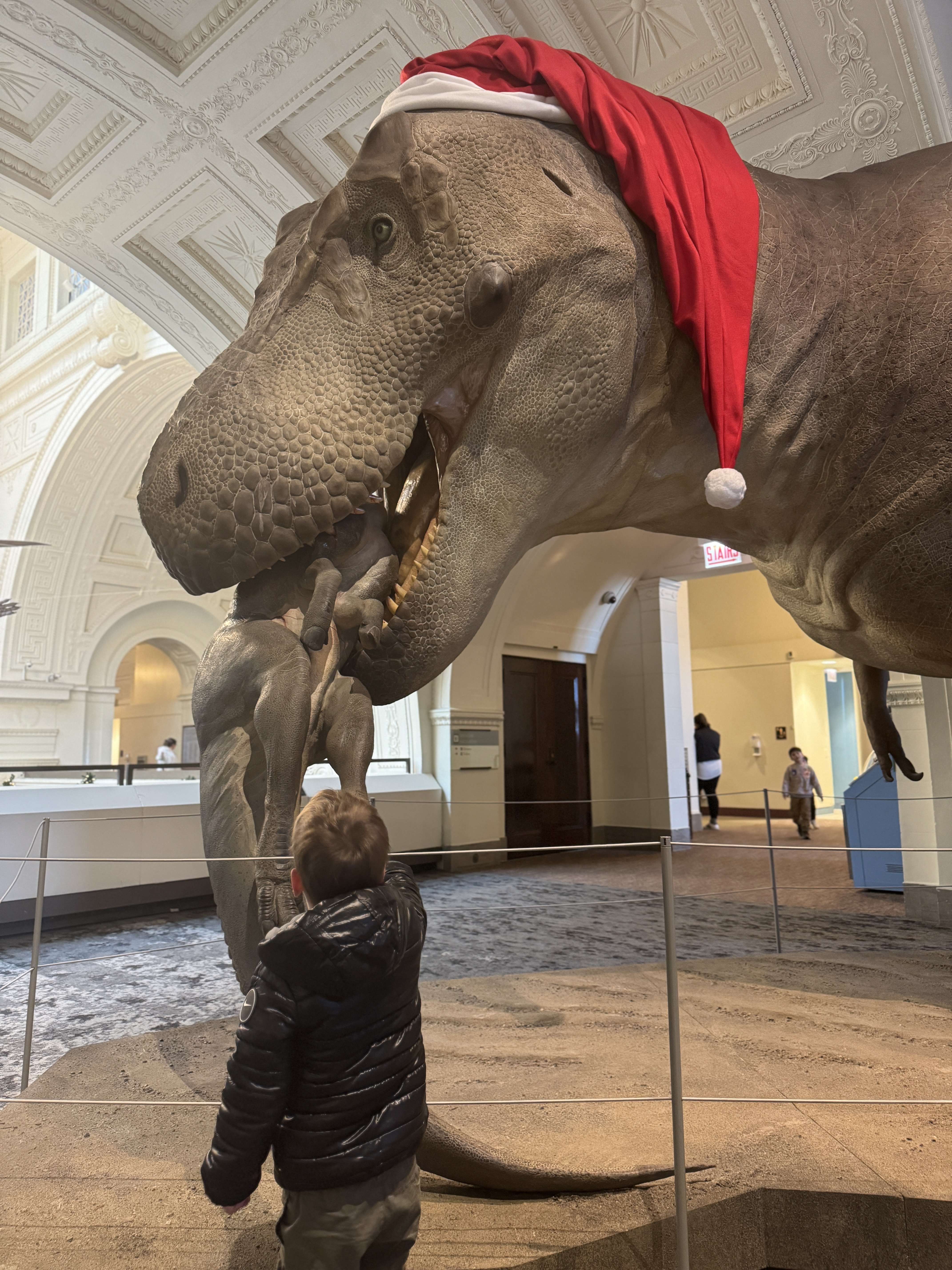 Toddler stands in front of dinosaur with Santa hat at Chicago Field Museum