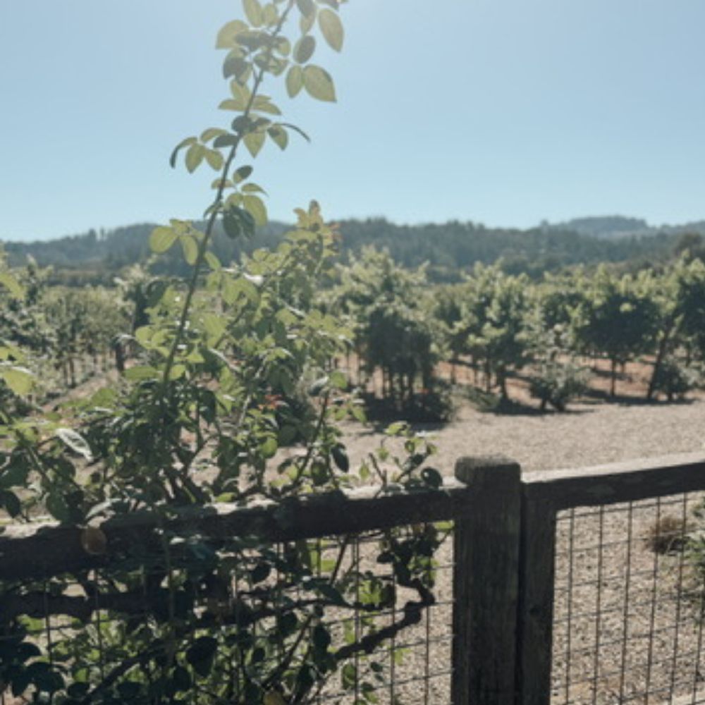 view into vineyard in Sonoma County, California