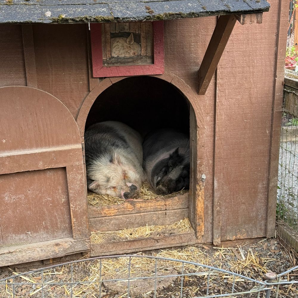 Two pigs sleeping in house at Willows Lodge